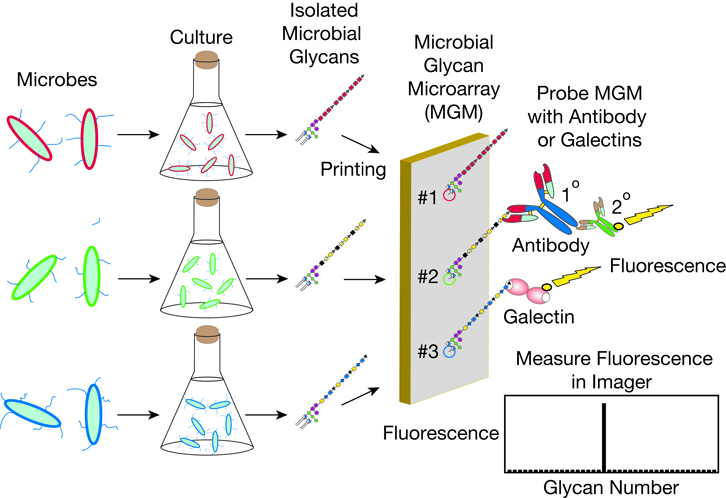 Microbial Glycan Microarray